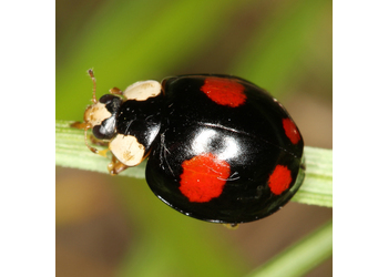 Asiatischer Marienkäfer (Harmonia axyridis) - © Erwin  Holzer
